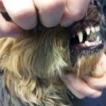 york-12-ans-dents-brossées-2-150x150